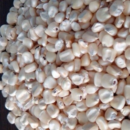Yellow & White Corn