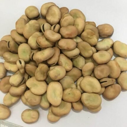 Fava Broad Beans