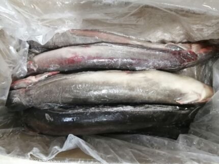 Frozen Catfish