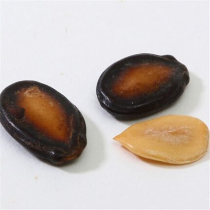 Watermelon Seeds